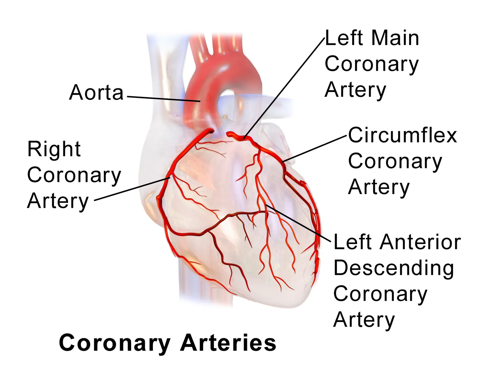Illustration of the coronary arteries of the heart, including the left main artery and its branches